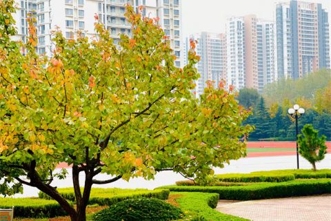 校园初冬风景